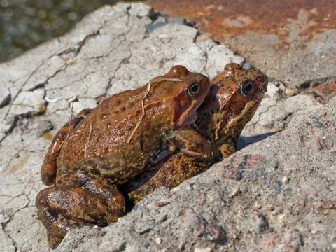 Frog Stock Photos