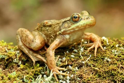 Frog. Stock Photos