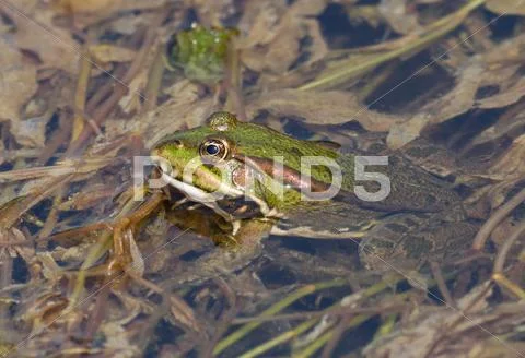 Frog Stock Photos