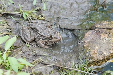 Frog Stock Photos