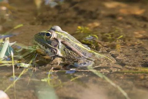 Frog Stock Photos