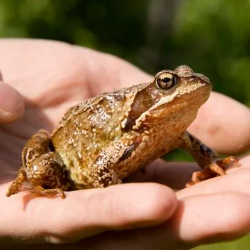 Frog Stock Photos