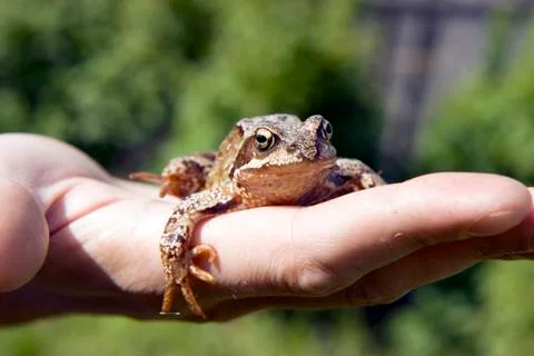 Frog Stock Photos