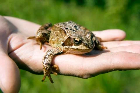 Frog Stock Photos