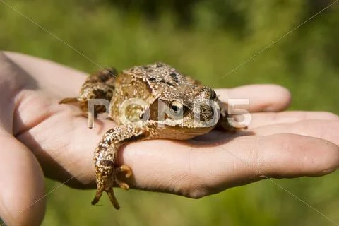 Frog Stock Photos