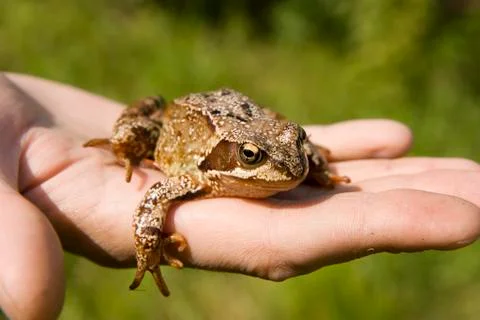 Frog Stock Photos
