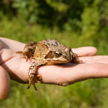 Frog Stock Photos