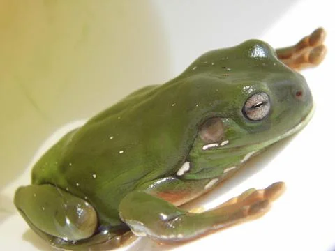 Frog Stock Photos