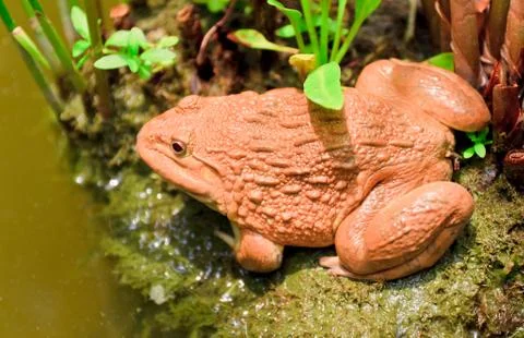 Frog Stock Photos