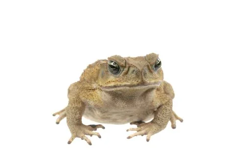 Frog Stock Photos