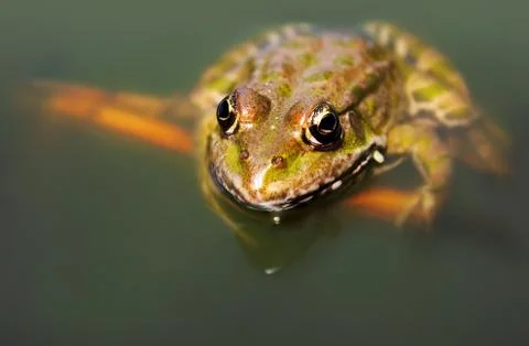 Frog Stock Photos