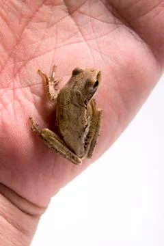 Frog Stock Photos