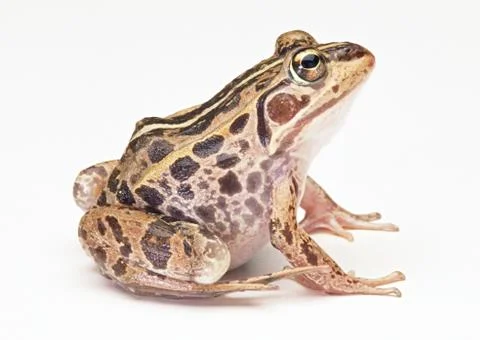 Frog Stock Photos