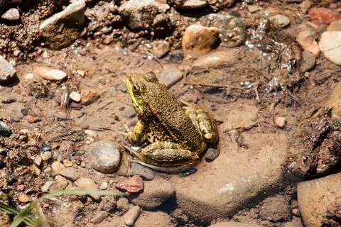 Frog Stock Photos