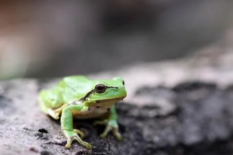 Frog Stock Photos