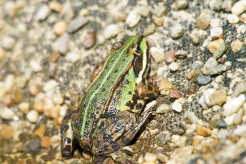 Frog Stock Photos