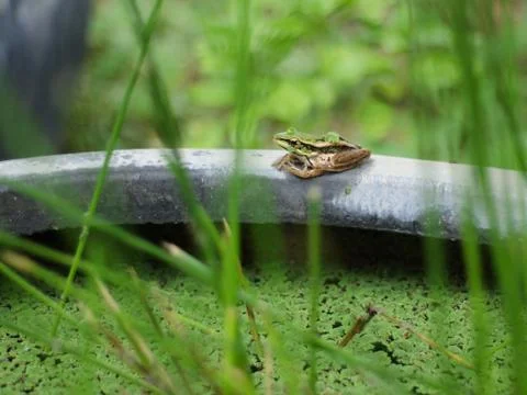 Frog Stock Photos