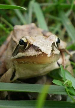The Frog. Stock Photos