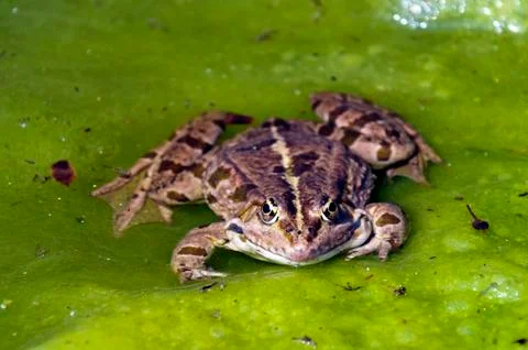 Frog Stock Photos
