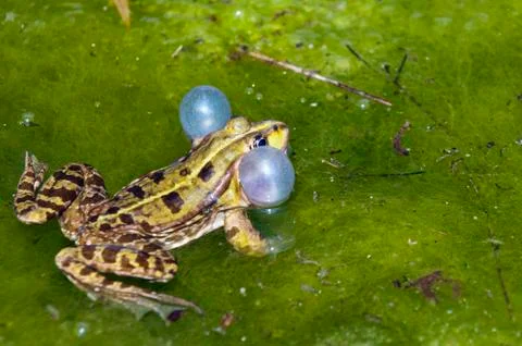 Frog Stock Photos