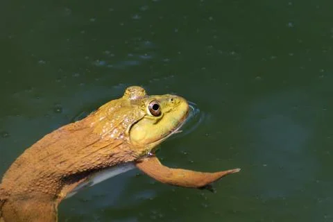 Frog Stock Photos