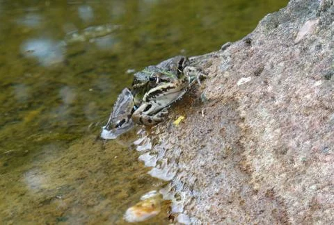Frog  Stock Photos