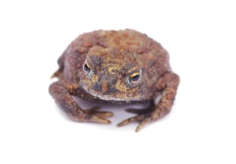 Frog Stock Photos