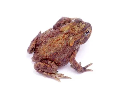 Frog Stock Photos