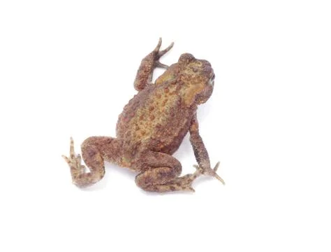 Frog Stock-Fotos