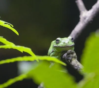 Frog Stock Photos