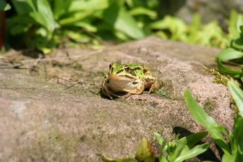 Frog Stock Photos