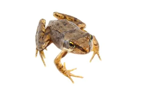 Frog Stock Photos