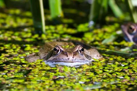 Frog Stock Photos