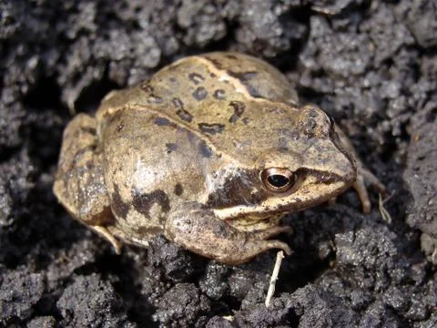 Frog Foto stock