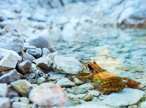 Frog Stock-Fotos