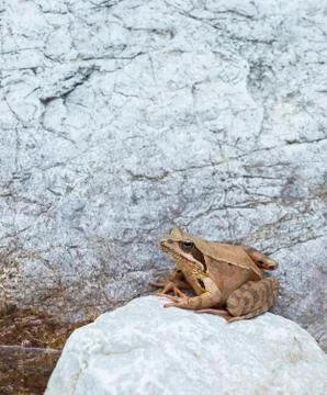 Frog Stock Photos