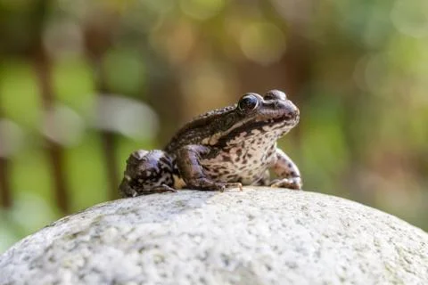 Frog Stock Photos