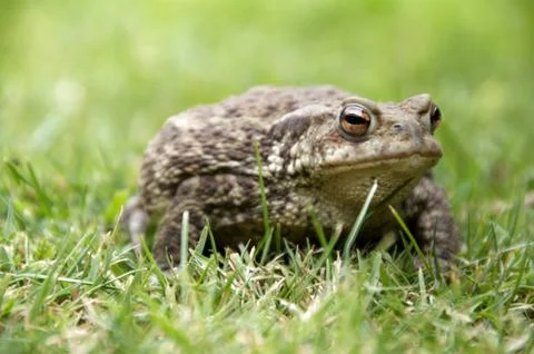 Frog Foto stock