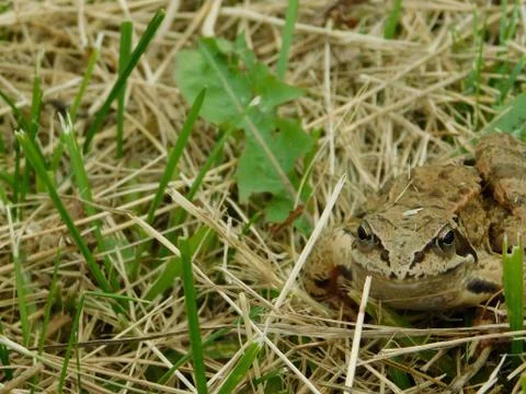 The frog Stock Photos