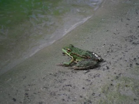Frog Stock Photos