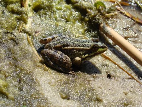 Frog Stock Photos