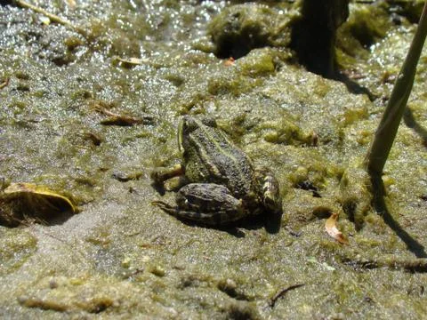 Frog Stock Photos