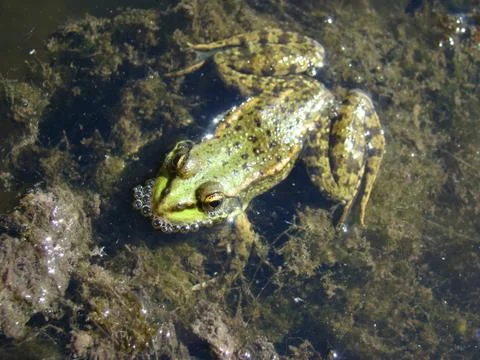 Frog Stock Photos