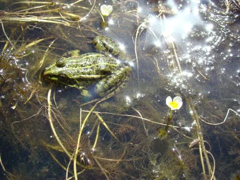 Frog Foto stock