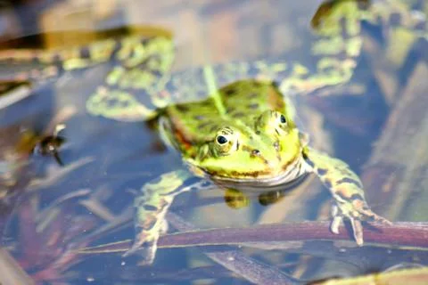 Frog Stock Photos