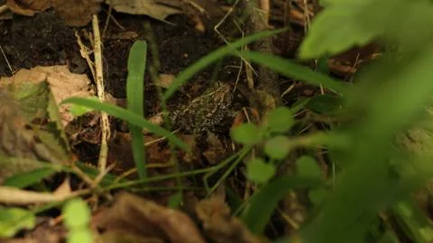 Frog Stock Photos