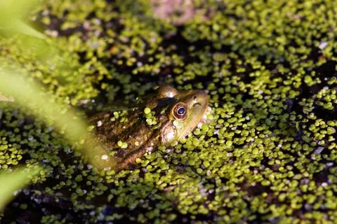 Frog Stock Photos