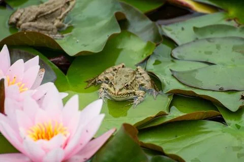 Frog Stock Photos