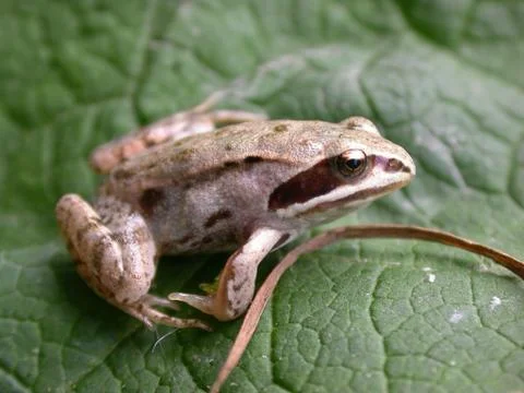 Frog Stock Photos