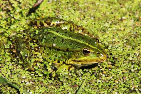 Frog Stock Photos